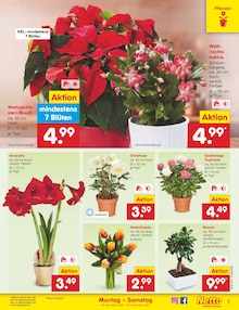 Blumen im aktuellen Netto Marken-Discount Prospekt (Magdeburg) Blumen im Netto Marken-Discount Prospekt "Aktuelle Angebote" mit 63 Seiten (Magdeburg)