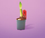 Amaryllis 1 tige pot 12 cm dans le catalogue Netto