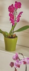 Orchidée 2 tiges à Supeco dans La Begude Orchidée 2 tiges à Supeco dans La Begude