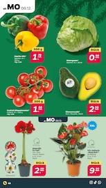 Tomaten im Netto mit dem Scottie Prospekt in Halle Aktueller Netto mit dem Scottie Prospekt mit Tomaten, "Günstig. Besser. Für Dich.", Seite 2