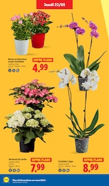 Hortensia Angebote im Prospekt "Moins Cher !" von Lidl Hortensia Angebote im Prospekt "Moins Cher !" von Lidl auf Seite 32