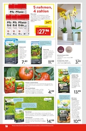 Zimmerpflanzen Angebot im aktuellen Hellweg Prospekt auf Seite 20