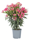 Aktuelle Pflanzen Angebote bei toom Baumarkt in Duisburg Aktuelles Oleander Angebot bei toom Baumarkt in Duisburg ab 12,99 €