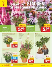 Aktueller Netto Marken-Discount Prospekt mit Bonsai, "Aktuelle Angebote", Seite 8
