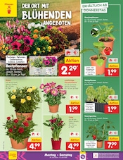 Ähnliche Thuja Angebote im Prospekt "Aktuelle Angebote" von Netto Marken-Discount in Chemnitz Ähnliche Angebote wie Thuja im Prospekt "Aktuelle Angebote" auf Seite 14 von Netto Marken-Discount in Chemnitz