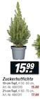 toom Baumarkt Oschersleben - Zuckerhutfichte Angebot im Prospekt Zuckerhutfichte bei toom Baumarkt im Oschersleben Prospekt für 15,99 €