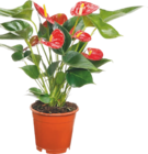 Anthurium - GARDENLINE dans le catalogue Aldi