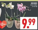 Aktuelles Orchidee Angebot bei Marktkauf in Bochum ab 9,99 €