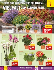 Stauden im Netto Marken-Discount Prospekt in Dormagen Aktueller Netto Marken-Discount Prospekt mit Stauden, "Aktuelle Angebote", Seite 42