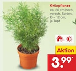 Aktuelles Grünpflanze Angebot bei Netto Marken-Discount in Dresden ab 3,99 €