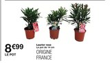 Laurier rose en promo chez Monoprix Sarcelles à 8,99 €