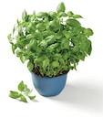 Promo Basilic bio à 1,99 € dans le catalogue Lidl à Bessières