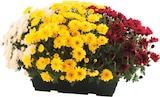 Chrysanthèmes multifleurs tricolores ou Chrysanthèmes grosses fleurs en promo chez Cora Reims à 7,99 €