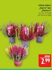 Aktuelle Zimmerpflanzen Angebote bei Marktkauf in Leipzig Aktuelles Calluna vulgaris Quattro Angebot bei Marktkauf in Leipzig ab 2,99 €