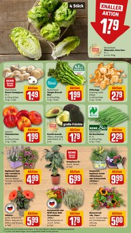 Pflanzen im REWE Prospekt "Dein Markt" mit 22 Seiten (Magdeburg)