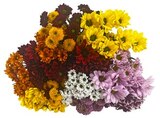 Blumenstrauß »Chrysanthemen mit Santini« im Angebot bei REWE in Bergkamen Blumenstrauß »Chrysanthemen mit Santini« Angebote bei REWE Bergkamen für 4,79 €