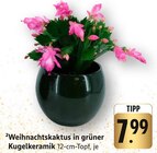 Aktuelles Weihnachtskaktus in grüner Kugelkeramik Angebot bei EDEKA in Reutlingen ab 7,99 €