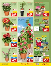 Hortensie im Netto Marken-Discount Prospekt in Dormagen Aktueller Netto Marken-Discount Prospekt mit Hortensie, "Aktuelle Angebote", Seite 27