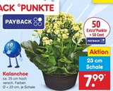 Kalanchoe im Netto Marken-Discount Prospekt Kalanchoe im aktuellen Netto Marken-Discount Prospekt für 7,99 €