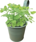 Aktuelles Zink-Blumentopf zum Hängen Angebot bei Hornbach in Hagen (Stadt der FernUniversität) ab 5,99 €