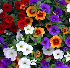 Promo Calibrachoa à 3,14 € dans le catalogue Ma Jardinerie à Exincourt