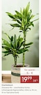 Drachenbaum von  im aktuellen Pflanzen Kölle Prospekt für 19,99 €
