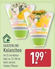 Kalanchoe von Gardenline im aktuellen ALDI Nord Prospekt