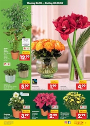 Ähnliche Rasendünger Angebote im Prospekt "Aktuelle Angebote" von Netto Marken-Discount in Chemnitz Ähnliche Angebote wie Rasendünger im Prospekt "Aktuelle Angebote" auf Seite 15 von Netto Marken-Discount in Chemnitz
