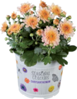 Chrysanthème multifleur en promo chez Lidl Meyzieu à 3,59 €