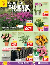 Ähnliche Kirschlorbeer Angebote im Prospekt "Aktuelle Angebote" von Netto Marken-Discount in Cottbus Ähnliche Angebote wie Kirschlorbeer im Prospekt "Aktuelle Angebote" auf Seite 34 von Netto Marken-Discount in Cottbus