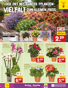 Hortensie im Netto Marken-Discount Prospekt "Aktuelle Angebote" mit 75 Seiten (Siegen (Universitätsstadt))