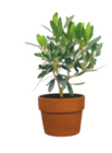 toom Baumarkt Grünbach - Olive Angebot im Prospekt Olive bei toom Baumarkt im Grünbach Prospekt für 9,99 €