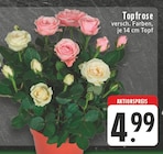 Topfrose im E center Prospekt Topfrose von  im aktuellen E center Prospekt fĂŒr 4,99 âŹ