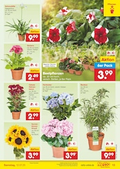 Ähnliche Angebote wie Tulpen im Prospekt "Aktuelle Angebote" auf Seite 15 von Netto Marken-Discount in Aurich