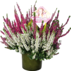 Aktuelle Blumentopf Angebote bei Hornbach in Karlsruhe Aktuelles Knospenheide High Five Angebot bei Hornbach in Karlsruhe ab 7,99 €