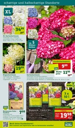 Pflanzen Kölle Blumenerde im Prospekt 