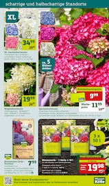 Hortensie im Pflanzen Kölle Prospekt in Erlangen Aktueller Pflanzen Kölle Prospekt mit Hortensie, "Ich mach´s mir schön", Seite 7