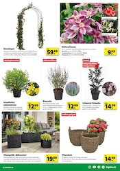 Blumentopf im Hagebaumarkt Prospekt in Schwäbisch Hall Aktueller Hagebaumarkt Prospekt mit Blumentopf, "SO günstig geht das!", Seite 3