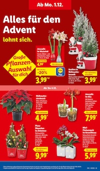 Pflanzen im Lidl Prospekt "LIDL LOHNT SICH" mit 70 Seiten (Heidelberg)