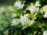 Promo Jasmin étoilé ECLOZ à 13,99 € dans le catalogue Jardiland à Corbeil-Essonnes
