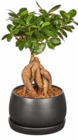 Bonsai von  im aktuellen Netto Marken-Discount Prospekt für 9,99 €