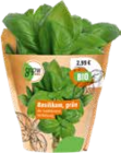 Bio-Kräuter im OBI Prospekt Bio-Kräuter von GROW by OBI im aktuellen OBI Prospekt für 2,99 €