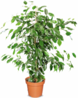 Yucca im Angebot bei Netto Marken-Discount in Solingen Yucca Angebote bei Netto Marken-Discount Solingen