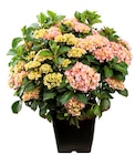 Hortensia - Truffaut à Amiens Hortensia en promo chez Truffaut Amiens à 39,99 €