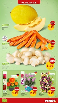 Pflanzen im Penny Prospekt "Wer günstig will, muss Penny." mit 51 Seiten (Hannover)