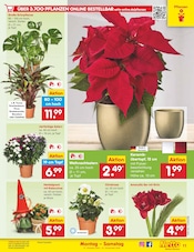 Blumen im Netto Marken-Discount Prospekt in Magdeburg Aktueller Netto Marken-Discount Prospekt mit Blumen, "Aktuelle Angebote", Seite 13