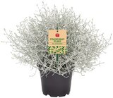 Stacheldrahtpflanze oder Chrysantheme Angebote von REWE Beste Wahl bei REWE Neubrandenburg für 1,49 €