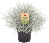 Stacheldrahtpflanze oder Chrysantheme im Angebot bei REWE in Neubrandenburg Stacheldrahtpflanze oder Chrysantheme Angebote von REWE Beste Wahl bei REWE Neubrandenburg für 1,49 €