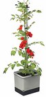 Aktuelles Tomaten-Topf ‘Tom Tomato’ Angebot bei Dehner Garten-Center in Duisburg ab 29,99 €