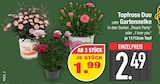 Topfrose Duo im EDEKA Prospekt Topfrose Duo von im aktuellen EDEKA Prospekt für 1,99 €